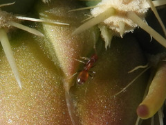Forelius pruinosus