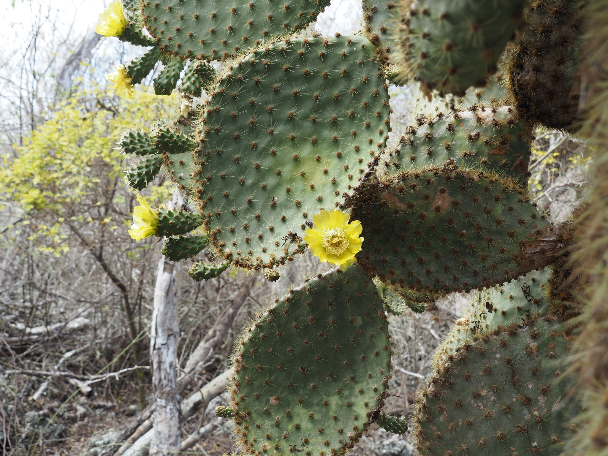 Galpagos Pricklypear (Opuntia galapageia)  iNaturalist
