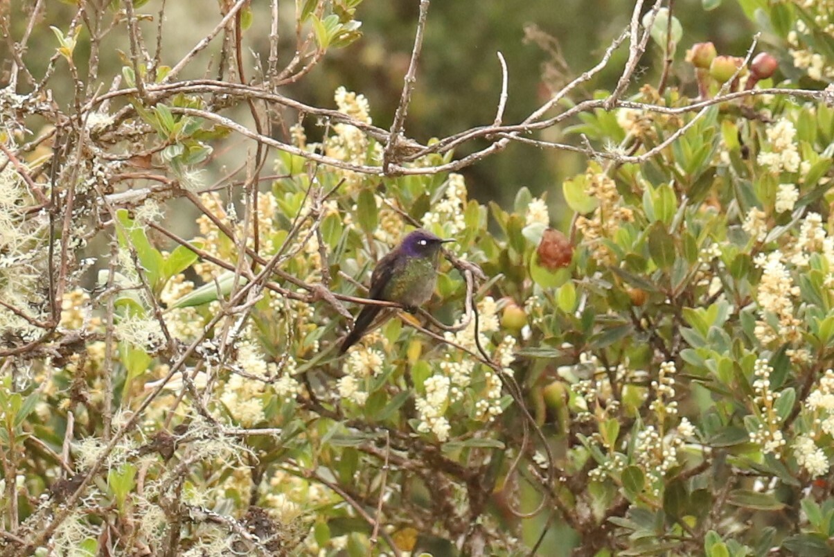 Purple-backed Thornbill (Ramphomicron microrhynchum), photo 4