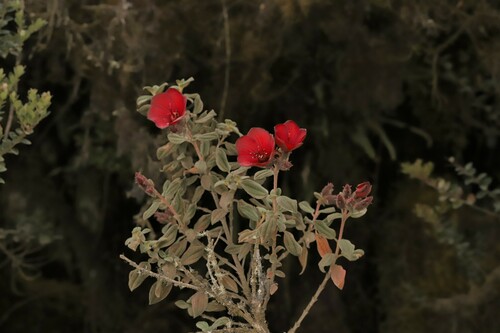 Image of Chaetogastra grossa by (c) Adrien Jailloux, some rights reserved (CC BY)