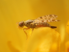 Campiglossa sororcula