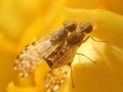 Campiglossa sororcula