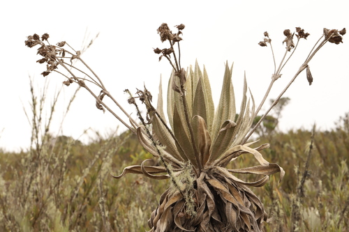 Image of Espeletia grandiflora by (c) Adrien Jailloux, some rights reserved (CC BY)
