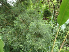 Calocedrus formosana