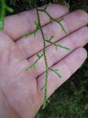 Selaginella oregana