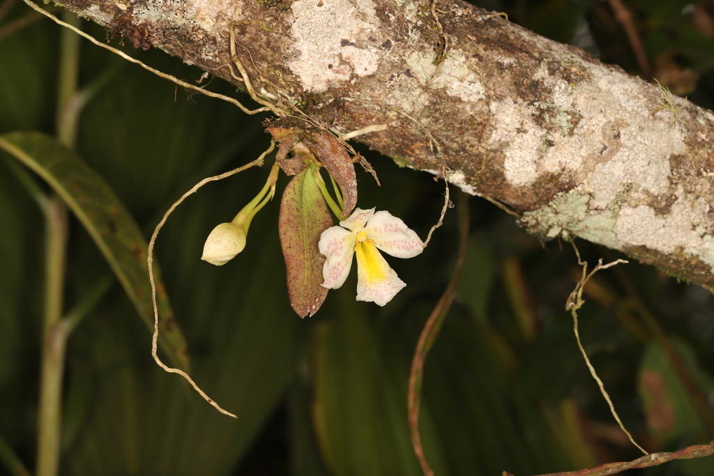 Trichocentrum pulchrum
