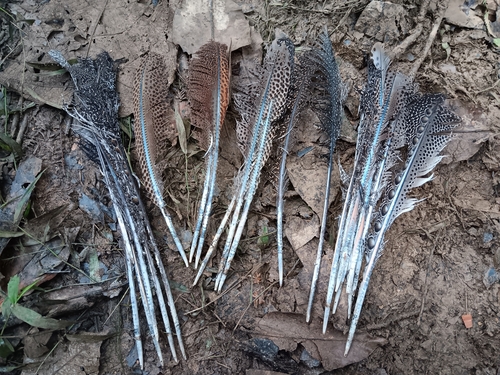 Bornean great argus (Argusianus argus grayi)