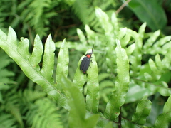 Pyrocoelia formosana