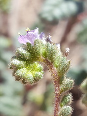 Phacelia coerulea