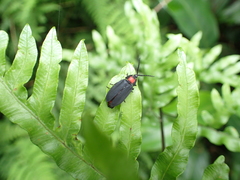 Pyrocoelia formosana