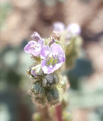 Phacelia coerulea