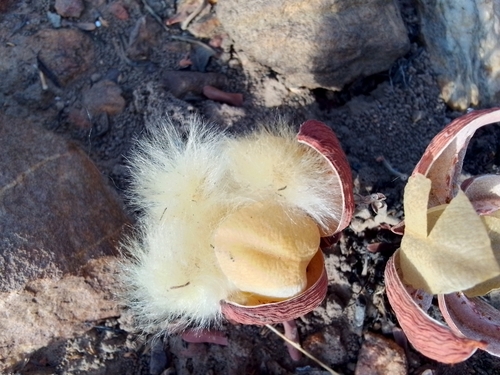 Cochlospermum tinctorium