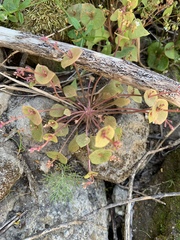 Claytonia parviflora