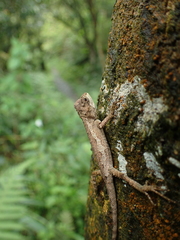 Diploderma swinhonis