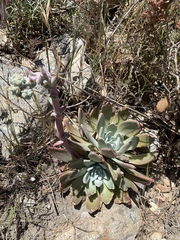 Dudleya greenei