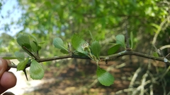 Crataegus pexa
