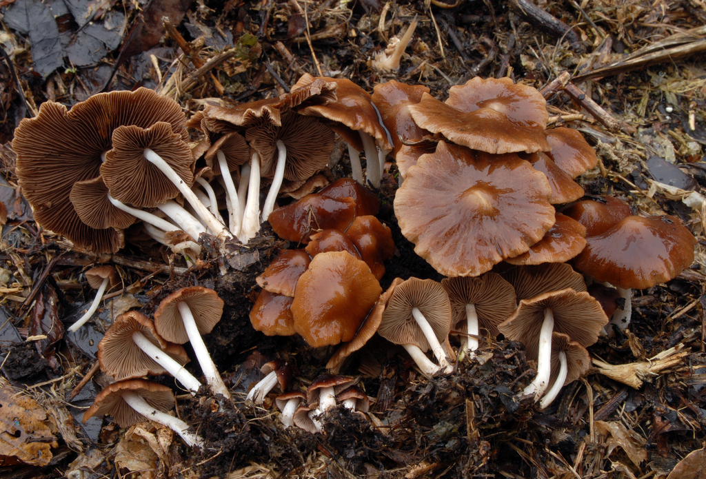 Candolleomyces sulcatotuberculosus