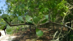 Crataegus pexa