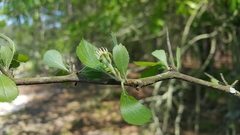 Crataegus pexa