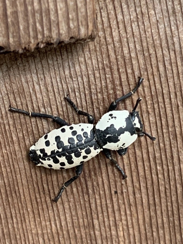 Texas Ironclad Beetle from Brazos County, TX, USA on March 12, 2024 at ...