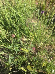 Trifolium ciliolatum
