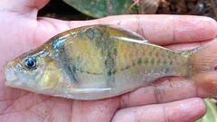False Spanner Barb photo 2
