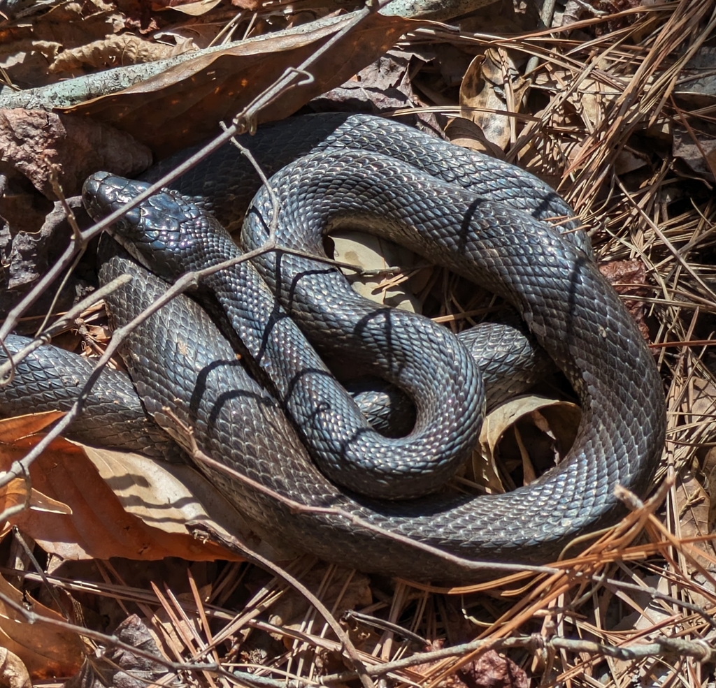 Eastern/Gray Ratsnake Complex from Athens, GA 30606, USA on March 12 ...