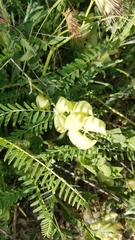 Astragalus pomonensis