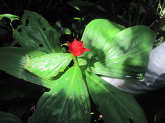 Costus productus