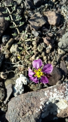 Fagonia chilensis