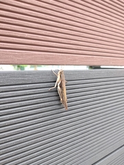 Stenocatantops mistshenkoi