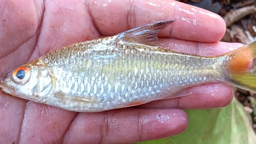 Tinfoil Barb (Barbonymus schwanefeldii)