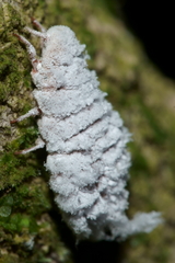 Coelostomidia zealandica