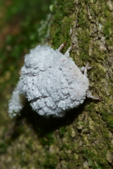 Coelostomidia zealandica