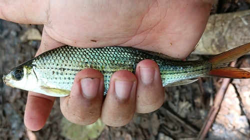 Banded fringe-lipped barb (Labiobarbus fasciatus) — Cyprinidae