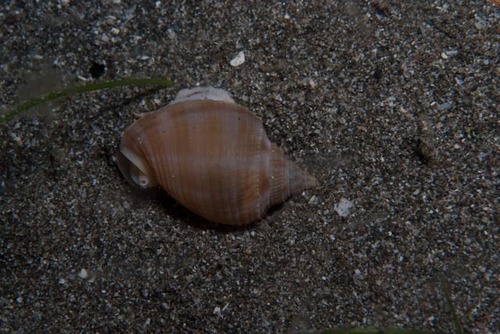 Phalium bandatum