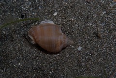 Phalium bandatum