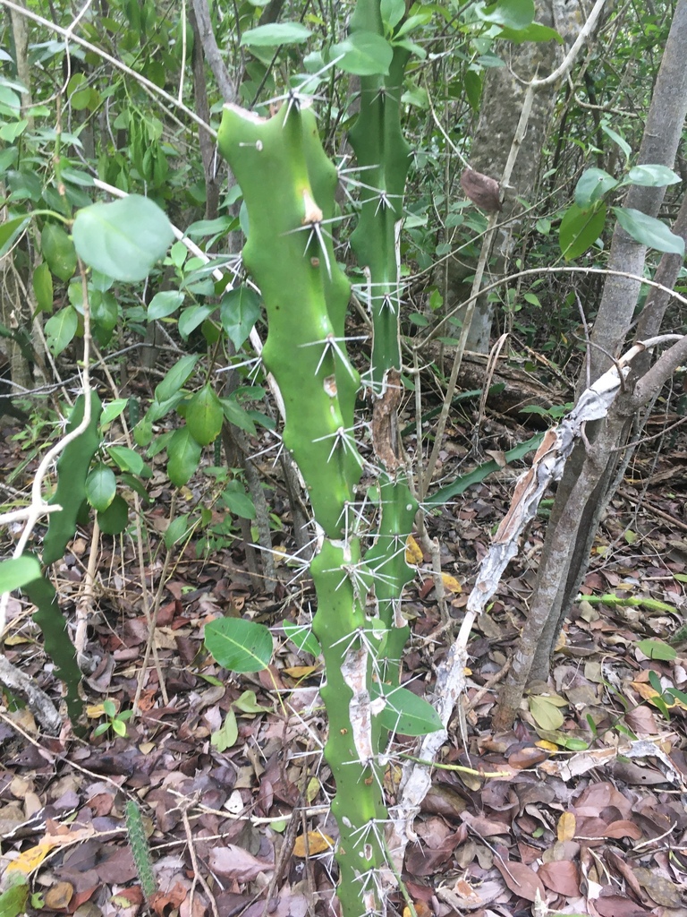 Acanthocereus tetragonus, Long Key State Park, Long Key, FL, US