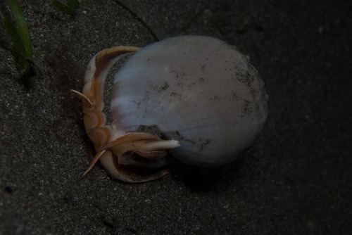 Phalium glaucum