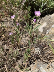 Clarkia davyi