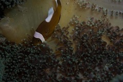 Amphiprion polymnus