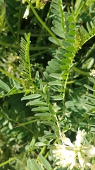 Astragalus pomonensis