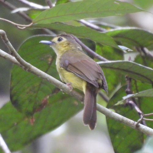 Hairy-backed Bulbul (Tricholestes criniger)