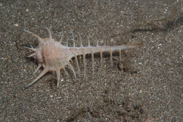 Caltrop murex