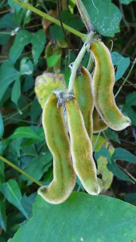 Mucuna pruriens image