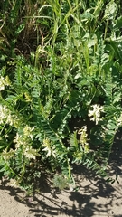 Astragalus pomonensis