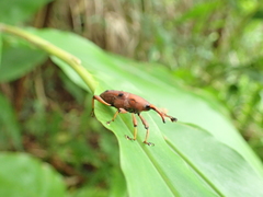 Metaprodioctes formosanus