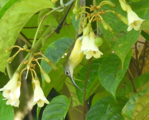 Little Spiderhunter (Arachnothera longirostra)