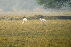 Leucogeranus leucogeranus