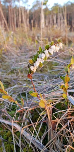 Chamaedaphne calyculata iNat (3)